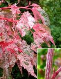 Acer conspicuum 'Red Flamingo' - Buntlaubiger Streifen-Ahorn Baum