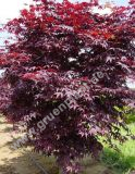 Acer palmatum 'Atropurpureum' - Roter Fcher-Ahorn Baum