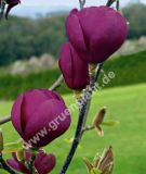 Magnolia 'Black Tulip' - Rubinrote Magnolie Pflanze-/Baum