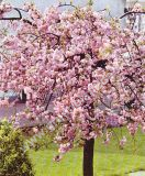 Prunus serrulata 'Kiku-Shidare-Sakura' - Hnge-Nelkenkirschen Baum