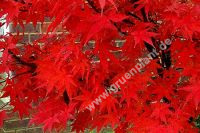 Acer palmatum 'Osakazuki' - Japanischer Ahorn Baum