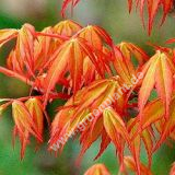 Acer palmatum 'Katsura' - Japanischer Ahorn Baum