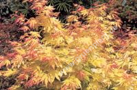 Acer palmatum 'Orange Dream' - Japanischer Ahorn Baum