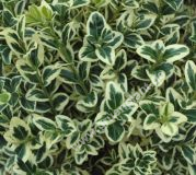 Buxus sempervirens 'Elegantissima' / 'Variegata' - Weissbunter Buchsbaum