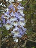 Paulownia tomentosa 'Hulsdonk' - Blauglockenbaum