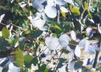 Eucalyptus gunnii - Tasmanischer Eukalyptus Baum