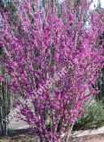 Cercis chinensis 'Avondale' - Chinesischer Judasbaum