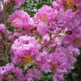 Lagerstroemia indica 'Mardi Grass' - Lagerstroemie / Kreppmyrthe