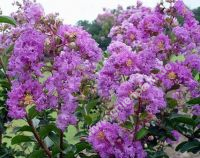 Lagerstroemia indica 'Cordon Blue' - Lagerstroemie / Kreppmyrthe