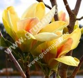 Magnolia 'Sunsation' -  Magnolie Pflanze-/Baum