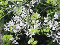 Poncirus trifoliata - Bitterzitrone / Dreiblttrige Orange Pflanze-/Baum