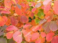 Fothergilla major - Federbuschstrauch Pflanze