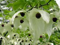 Davidia involucrata vilmoriniana - Taschentuch-/Taubenbaum