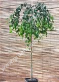 Cercidiphyllum japonicum 'Pendulum' - Hnge-Katsurabaum