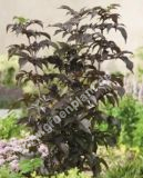 Sambucus nigra 'Black Tower' - Rotlaubiger Sulen-Holunder Pflanze