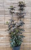 Sambucus nigra 'Black Tower' - Rotlaubiger Sulen-Holunder Pflanze