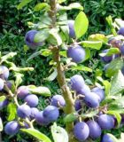 Prunus domestica Ssp. Insititia - Haferschlehen Baum