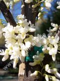 Cercis canadensis 'Texas White' - Kanadischer Judasbaum