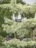 Cornus controversa 'Variegata' - Weissbunter-Etagen-Hartriegel Baum