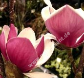 Magnolia 'Satisfaction' - Sulen-/Porzellan-Magnolie Pflanze-/Baum