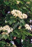 Sorbus torminalis - Elsbeere Baum