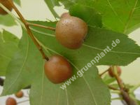 Sorbus torminalis - Elsbeere Baum