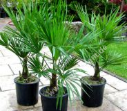 Trachycarpus fortunei - Hanfpalme