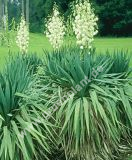 Yucca gloriosa - Yucca-Palme Pflanze