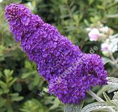 Buddleja davidii 'Empire Blue' - Sommerflieder Pflanze