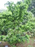 Robinia pseudoacacia 'Tortuosa' - Korkenzieher-Akazien Baum