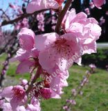 Prunus persica 'Rubira' - Rotlaubiger Wildpfirsich Baum