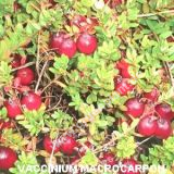 Vaccinium macrocarpon 'Red Star' - Cranberry-Moos-/Gesundheitsbeere Pflanze