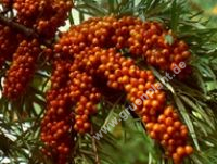 Hippophae rhamnoides 'Leikora' - Weiblicher Sanddorn Pflanze