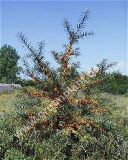 Hippophae rhamnoides 'Pollmix' - Mnnliche Sanddorn Pflanze