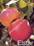 Malus domestica - Duo-Apfel Baum 'Elstar' und 'Jonagold'