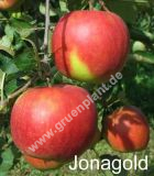 Malus domestica - Duo-Apfel Baum 'Elstar' und 'Jonagold'