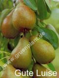 Pyrus communis - Duo-Birnen Baum 'Williams Christ' und 'Gute Luise'