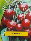 Prunus avium - Duo-Skirschen Baum 'Sunburst' und 'Burlat'