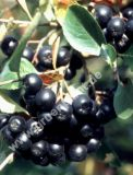 Aronia melanocarpa 'Viking' - Apfelbeere Pflanze