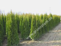 Thuja occidentalis 'Smaragd' - Lebensbaum Hecke-/Pflanze