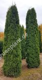 Thuja occidentalis 'Smaragd' - Lebensbaum Hecke-/Pflanze