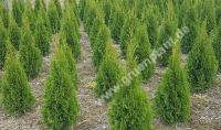 Thuja occidentalis 'Smaragd' - Lebensbaum Hecke-/Pflanze