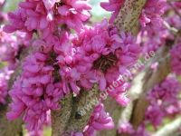 Cercis chinensis 'Don Egolf' - Chinesischer Judasbaum