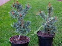 Pinus parviflora 'Glauca' - Blaue Mdchen-Kiefer Baum