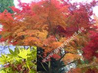 Acer palmatum - Japanischer Fcher-Ahorn Baum