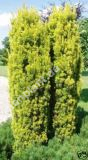 Taxus baccata fastigiata 'Aurea' - Gelbe Sulen-Eibe Pflanze