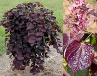 Cercis canadensis 'Ruby Falls' - Roter Hnge-Judasbaum