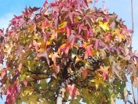 Liquidambar styraciflua 'Gum Ball' - Kugel-Amberbaum