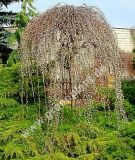 Salix caprea 'Kilmarnock' ('Pendula') - Hngeweidektzchen Baum