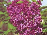 Syringa vulgaris 'Charles Joly' - Edelflieder Pflanze-/Baum